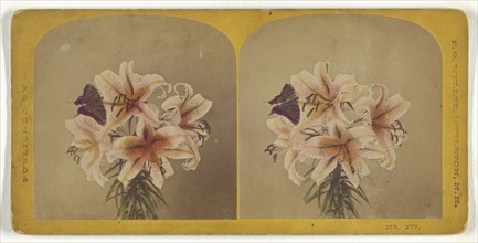 Flowers with butterfly; Franklin G. Weller, American, 1833 - 1877, about 1870; Hand-colored Albumen silver print