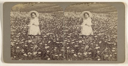 M.E. Wendt among the daisies. July 3 1902; Julius M. Wendt, American, active 1900s - 1910s, July 3, 1902; Gelatin silver print