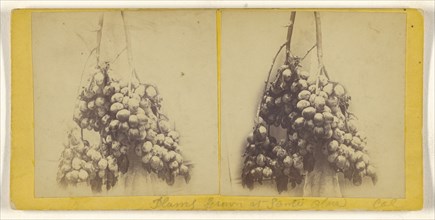 Plums grown at Santa Clara, Cal; American; about 1865; Albumen silver print