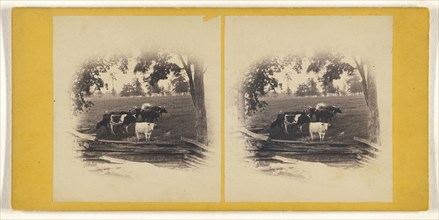 Cattle near wooden fence; Tooker, American, active Buffalo, New York 1860s, about 1865; Albumen silver print
