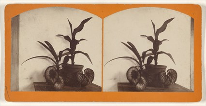 Potted plants; about 1865; Albumen silver print