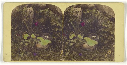 Bird's nest; about 1865; Hand-colored Albumen silver print