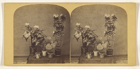 Potted plants; about 1865; Albumen silver print