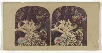 Coral and shells; about 1865; Hand-colored Albumen silver print