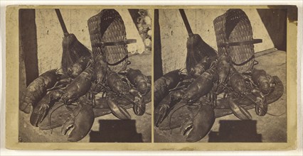Lobsters; about 1865; Albumen silver print