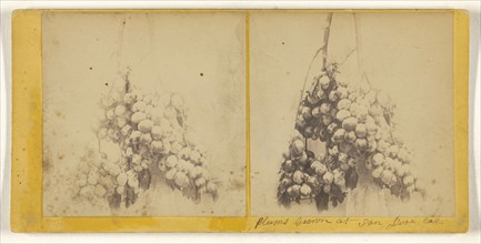 Plums Grown at San Jose, Cal; American; about 1865; Albumen silver print