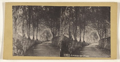 Avenue nr. Oban; British; about 1865; Collotype