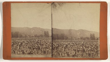 Pictatrinny Mt; about 1875; Albumen silver print