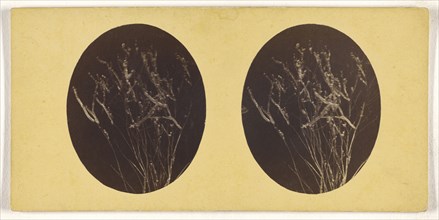 Microscopic bacteria or flora; about 1870; Albumen silver print