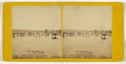 Cattle Scenes; British; about 1865; Albumen silver print