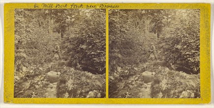 On Mill Beck Stock near Bowness; British; about 1865; Albumen silver print