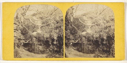 Forest scene; British; about 1860; Albumen silver print