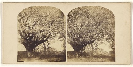 Old Beech at from residence of Mr. Dunlop of Kingston; British; about 1860; Albumen silver print