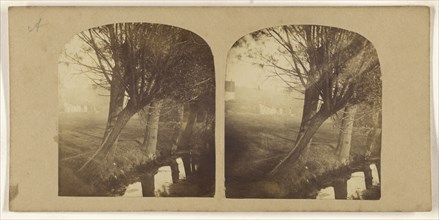 Leaning trees near river; British; about 1860; Albumen silver print