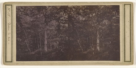 Dessons de Bois; French; about 1865; Albumen silver print