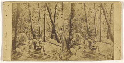 Fontainebleau; French; about 1860; Albumen silver print