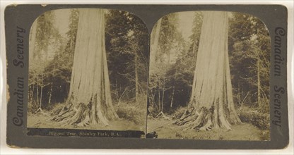 Biggest Tree, Stanley Park, B.C; Canadian; about 1910; Gelatin silver print