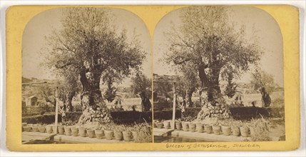 Garden of Gethsemane, Jerusalem; about 1860; Albumen silver print