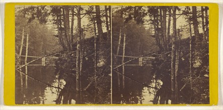 flooded forest scene; about 1870; Albumen silver print