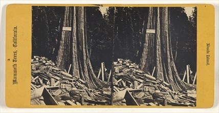 Rhode Island. Mammoth Trees, California; American; about 1870; Albumen silver print