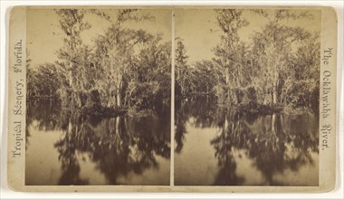 Up and Down the Ocklawaha Florida; American; about 1870; Albumen silver print