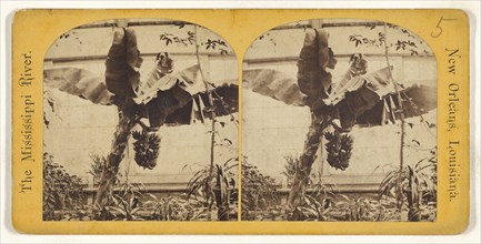 Banana Tree and Bananas. The Mississippi River. New Orleans, Louisiana; American; about 1875; Albumen silver print