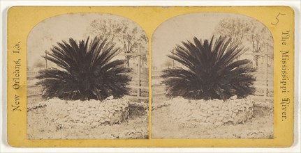 Sago Palm. The Mississippi River. New Orleans, Louisiana; American; about 1875; Albumen silver print