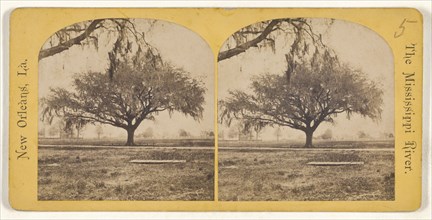 Live Oak. The Mississippi River. New Orleans, Louisiana; American; about 1875; Albumen silver print