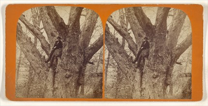 Big Tree, Andover, Mass; American; about 1865; Albumen silver print