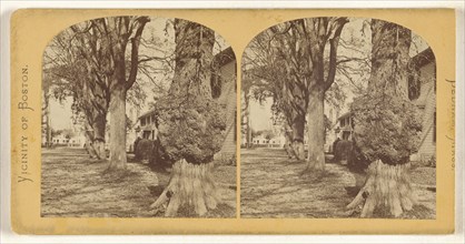 Old Elm, Court Street. Dedham, Mass; American; about 1865; Albumen silver print