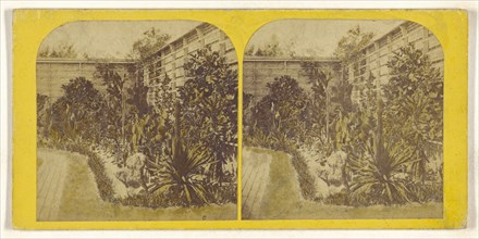 Cactusses, sic, growing outside at Mr. Shaw's Garden, St. Louis. 1867; American; 1867; Hand-colored Albumen silver print
