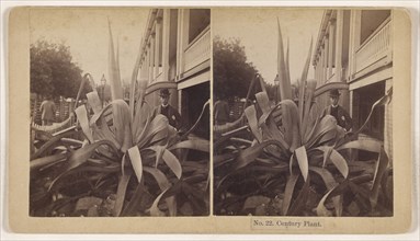 Century Plant; Charles Harrison Colby, American, 1850 - 1895, about 1870; Albumen silver print