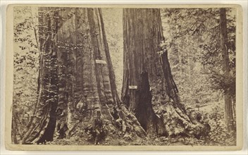 Big Trees - Old Dominion and Uncle Tom's Cabin. Mammoth Grove; Lawrence & Houseworth; about 1865; Albumen silver print