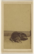 Dog resting on floor; Bendann Brothers, American, active 1850s - 1873, about 1865; Albumen silver print