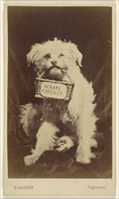 Scraps Received small white dog holding a basket in its mouth; S. Hollyer, British, active 1860s - 1870s, about 1865; Albumen