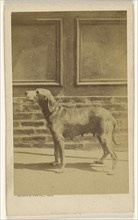 Bitch in profile; Bayard & Bertall; about 1865; Albumen silver print