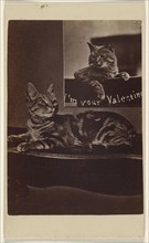 I'm Your Valentine; Henry Pointer, British, 1822 - 1889, about 1865; Albumen silver print