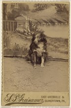 Portrait of a black & white dog; S.P. Greisamer, American, 1846 - 1920, about 1890; Albumen silver print