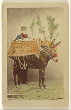 man with mule carrying baskets of food; Marittima, Italian, active Naples, Italy 1860s, 1870s; Hand-colored albumen silver
