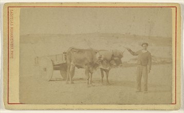 man posing with oxen & cart; Ladislas Konarzewski, French, active St. Jean-de-Luz, France 1880s, 1865 - 1875; Albumen silver