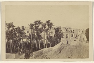Elche the city of Palms - last foothold of the moors in Spain; J. Planchard y Cia; April 8, 1867; Albumen silver print