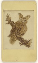 Fake owl made out of butterflies; Abraham Bogardus, American, 1822 - 1908, 1870 - 1880; Hand-colored albumen silver print