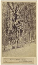 Knole Park - Old Oak; H.G. Inskipp, British, active London, England 1870s, 1865-1870; Albumen silver print