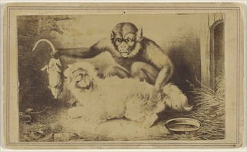 Copy of a painting depicting a monkey holding a rat by its tail in front of a small white dog; 1865 - 1870; Albumen silver print