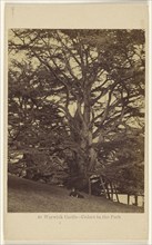 Warwick Castle - Cedars in the Park; Francis Bedford, English, 1815,1816 - 1894, 1864 - 1865; Albumen silver print