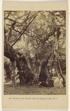 Ludlow, the Druid Oaks in Oakley Park, No. 2; Francis Bedford, English, 1815,1816 - 1894, 1864 - 1865; Albumen silver print