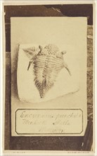 Encrinurus Punctatus. Wenlock Shale. Malvern. Fossil of a trilobite; William Hart, British, active Birmingham, England 1860s