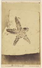 Fossil of a starfish; William Hart, British, active Birmingham, England 1860s, 1865 - 1870; Albumen silver print