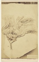 Fossil of a crinoid; William Hart, British, active Birmingham, England 1860s, 1865 - 1870; Albumen silver print