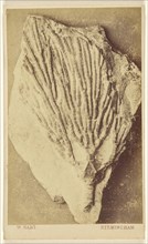 Fossil of a crinoid; William Hart, British, active Birmingham, England 1860s, 1865 - 1870; Albumen silver print